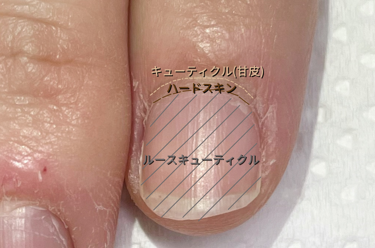 爪の構造写真