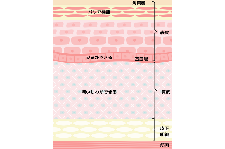 肌の断面図