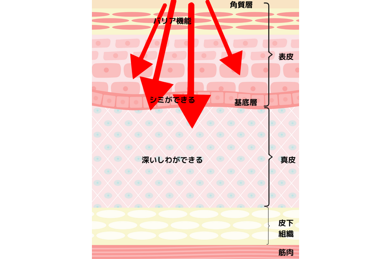 肌の断面図