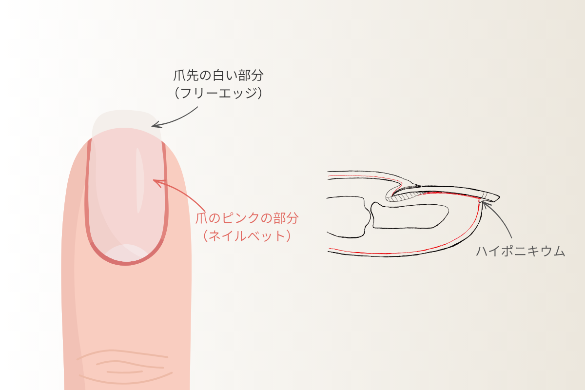 自爪育成で知っておきたい爪の構造とハイポニキウムの図解